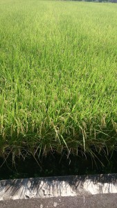 オーダーメイド鑑定事務所 占い事務所ではなく