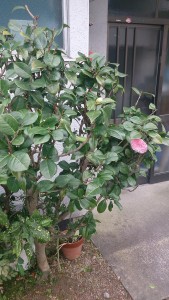 椿 植物のフェアリーの言葉