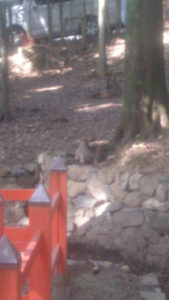 春日大社 式年選宮 2