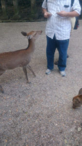 春日大社 式年選宮 7