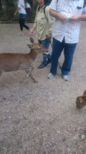 春日大社 式年選宮 7