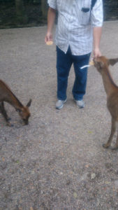 春日大社 式年選宮 7