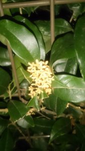 金木犀とこの世のクロニクル